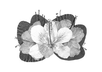 PNG. Fotograf&iacute;a de ramo decorativo de hibiscos, hojas y flores secas en blanco y negro. Herbario.
