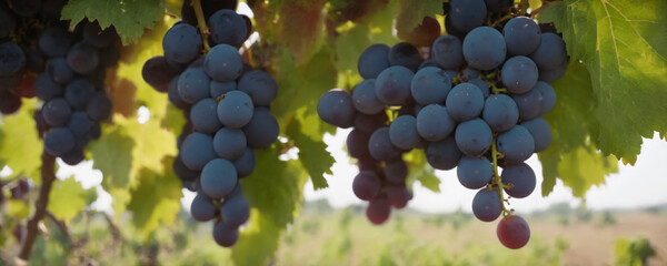 Grape in nature with sun in background. High resolution illustration