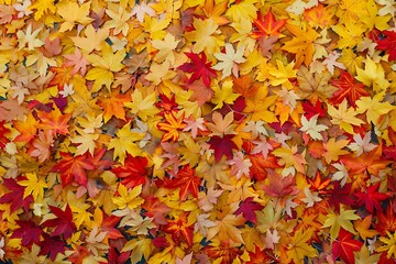 autumn red yellow texture or background with autumn leaves