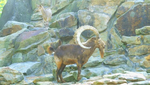 Siberian ibex (Capra sibirica)