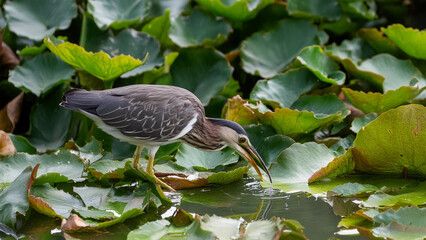Birds are drinking water.