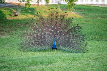 Obraz premium peacock