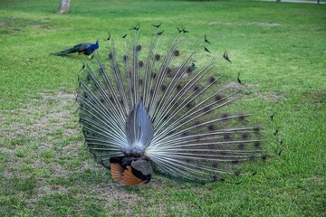 Obraz premium peacock