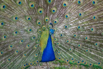 peacock