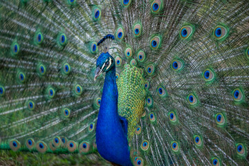 Obraz premium peacock