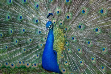 Obraz premium peacock