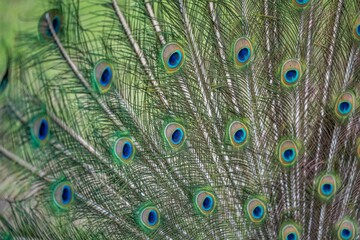Obraz premium peacock