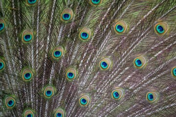 Fototapeta premium peacock