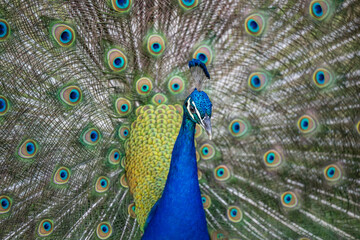 peacock