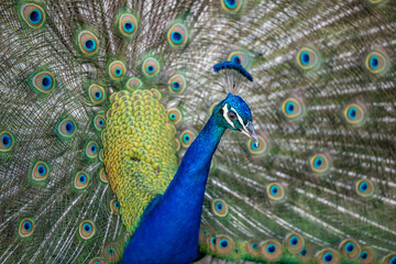 peacock
