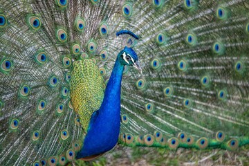 Obraz premium peacock