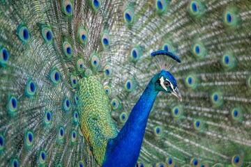 Fototapeta premium peacock