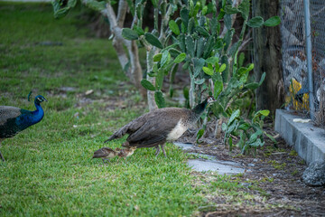 peacock