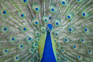 Fototapeta premium peacock
