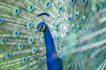 Obraz premium peacock