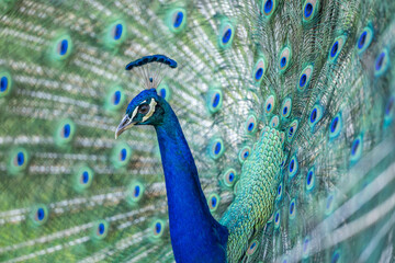 Obraz premium peacock