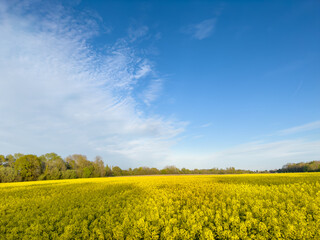Vibrant yellow rapeseed field under a cloudy summer sky, France