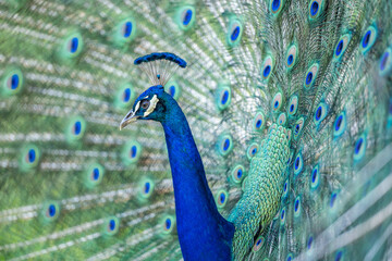Obraz premium peacock
