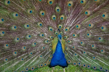 Naklejka premium peacock