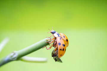 Harmonia axyridis in the wild state