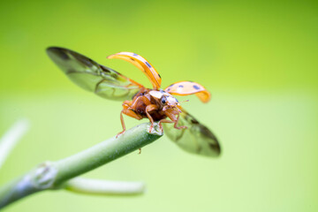 Harmonia axyridis in the wild state