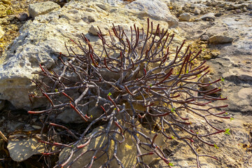 Euphorbia sp., poisonous succulent plant with succulent stem on erosional coastal cliffs of Gozo...