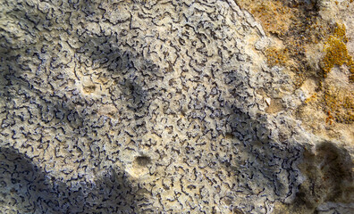 Colored lichens on eroded coastal cliffs of Gozo island, Malta