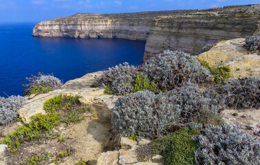 Wild succulent plants on the eroded rocks of the shore of Gozo island, Malta