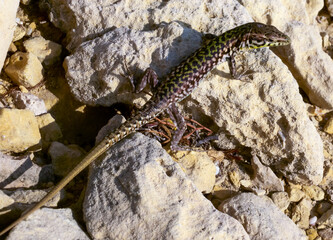 The filfola lizard or Maltese wall lizard (Podarcis filfolensis), Gozo, Malta