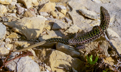 The filfola lizard or Maltese wall lizard (Podarcis filfolensis), Gozo, Malta
