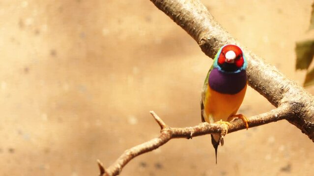 Gouldian finch (Erythrura gouldiae)