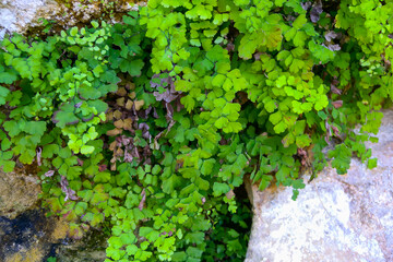 (Adiantum capillus-veneris), fern plants hanging over the water in a wet gorge on the island of...