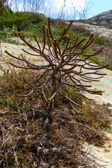 Euphorbia sp., poisonous succulent plant with succulent stem on erosional coastal cliffs of Gozo...