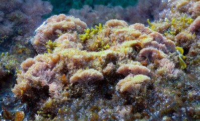 (Corallina elongata), red calcareous algae on rocks in the splash zone on the island of Gozo, Malta