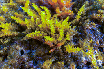 Chondrophycus sp., (CERAMIALES, RHODOPHYTA), algae on the rocks in the splash zone on the island of Gozo, Malta