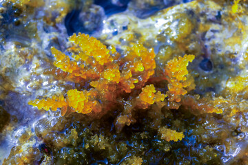 Chondrophycus sp., (CERAMIALES, RHODOPHYTA), algae on the rocks in the splash zone on the island of...