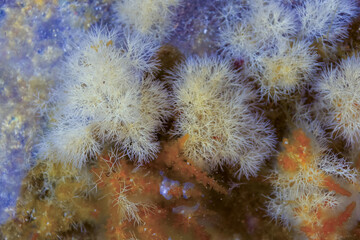 (Corallina elongata), red calcareous algae on rocks in the splash zone on the island of Gozo, Malta