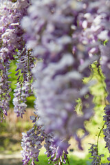The Chinese wisteria (Wisteria sinensis) blooming in spring