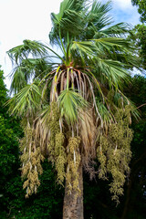 Large palm tree with hanging fruits on the island of Malta