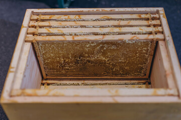 Honey Harvest - collecting honey from honeycombs. natural honey dripping.