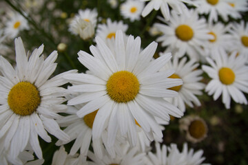 Obraz premium Blurred green leaves background with a lovely white daisy flower