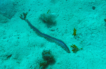 Bearded Fireworm (Hermodice carunculata), dangerous poisonous marine worm crawls on the sand at the bottom of the sea, Malta