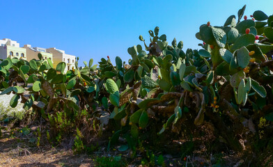 Opuntia ficus-indica, cacti with red edible fruits growing on the island of Gozo among the ancient...