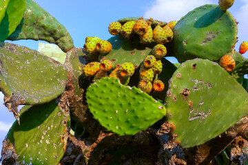Opuntia ficus-indica, cacti with red edible fruits growing on the island of Gozo among the ancient...
