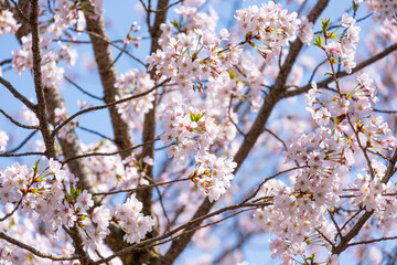beautiful group of pink Japanese cherry blossoms flower or sakura bloomimg on the tree branch.  Small fresh buds and many petals layer romantic flora in botany garden. isolated on blue sky.