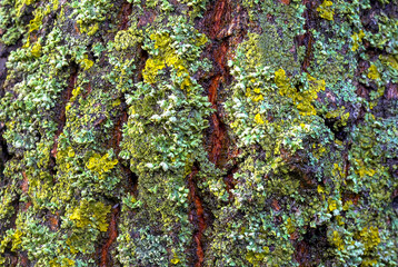 Lichens overgrown tree trunk, symbiosis of fungus and algae, indicator species