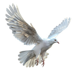Obraz premium Cute dove flying isolated on transparent background, PNG file 