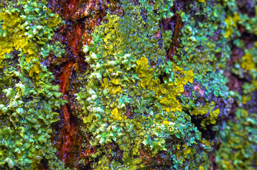 Lichens overgrown tree trunk, symbiosis of fungus and algae, indicator species