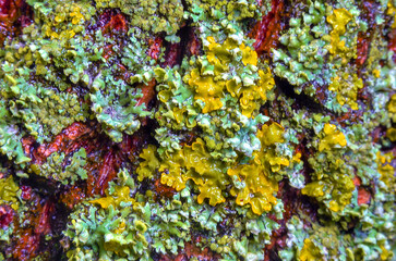 Lichens overgrown tree trunk, symbiosis of fungus and algae, indicator species