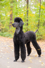 Majestic Black Poodle Dog Poses in Vibrant Autumn Park Setting with Colorful Leaves Falling